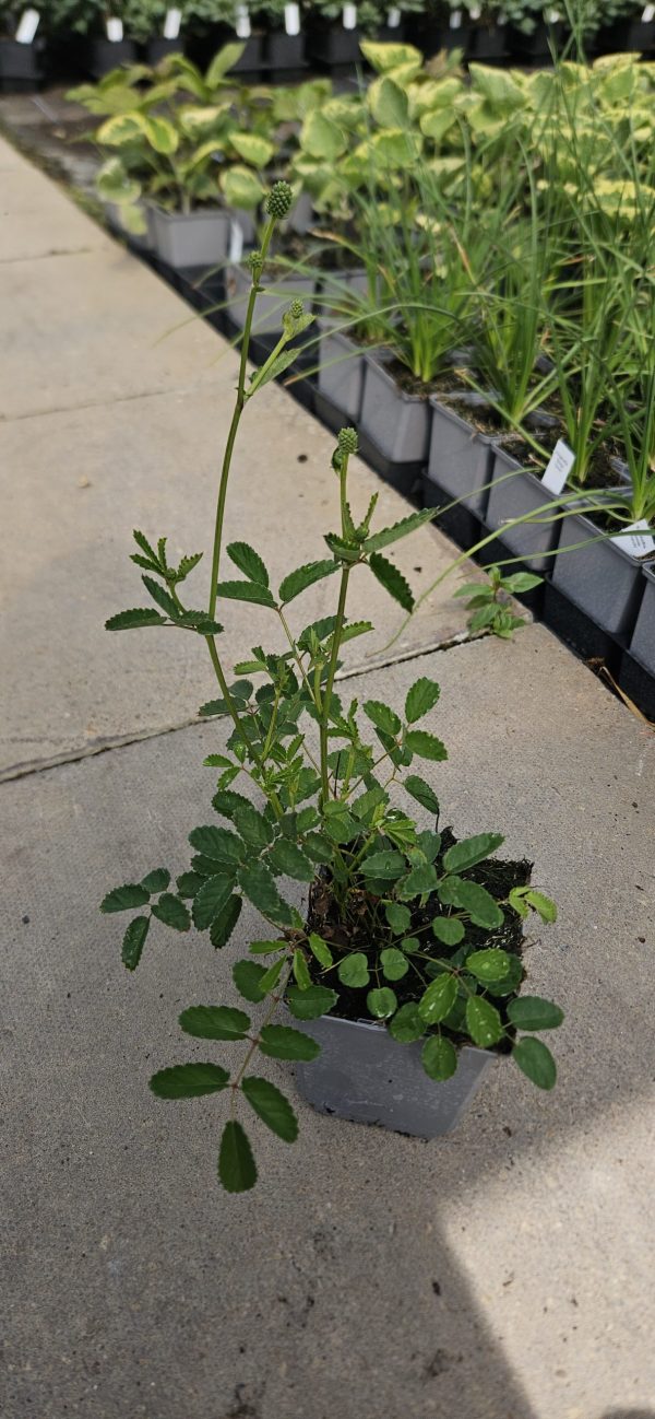 Sanguisorba 'Beetlewings'4 Sanguisorba 'Beetlewings'