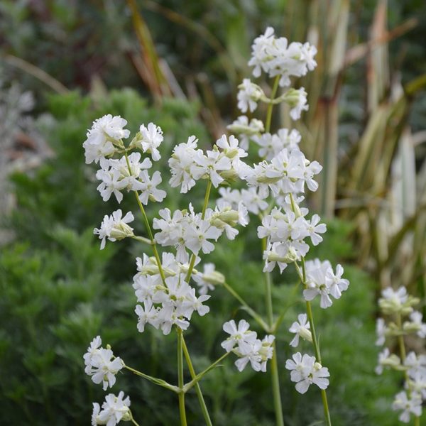 Viscaria vulgaris 'Snow Cloud'