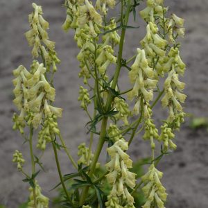 Aconitum kryvoli 'Moon By Luna'