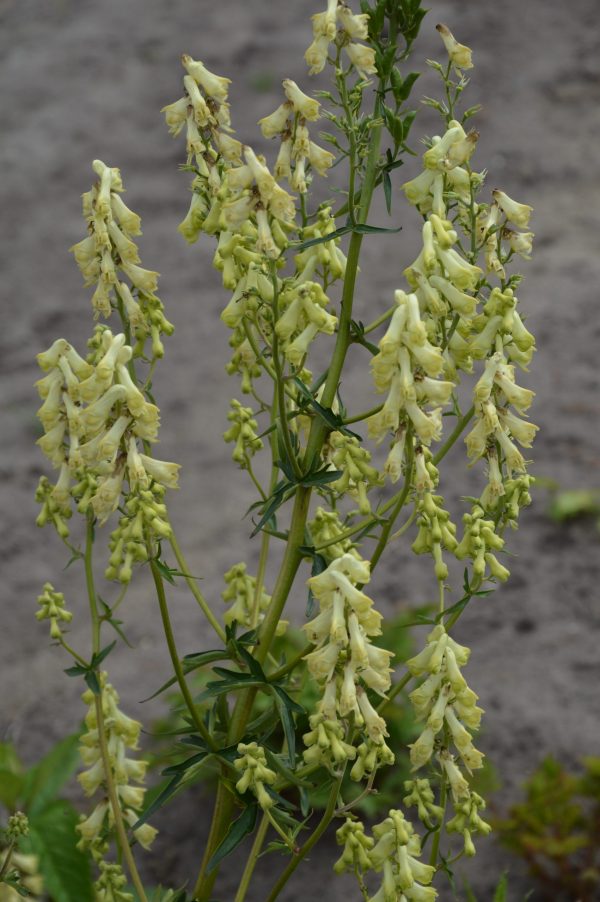 Aconitum kryvoli 'Moon By Luna' Aconitum kryvoli 'Moon By Luna'