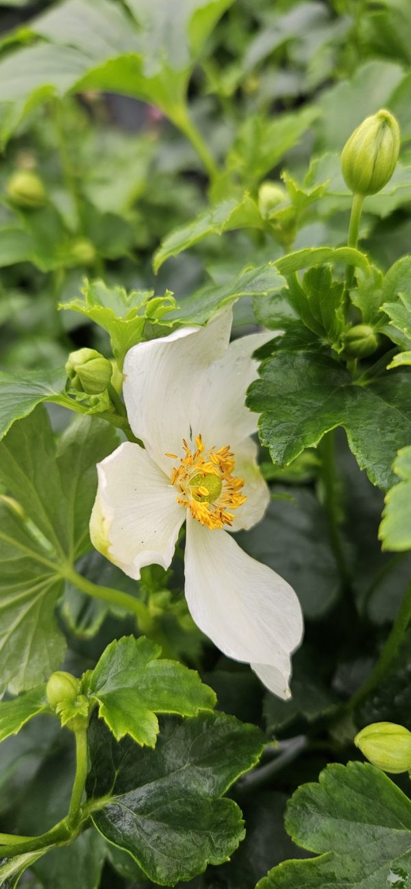 Anemone x hybrida 'Pretty Lady Maria' Anemone x hybrida 'Pretty Lady Maria'