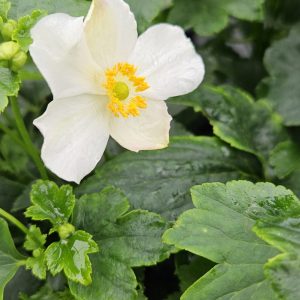 Anemone x hybrida 'Pretty Lady Maria'