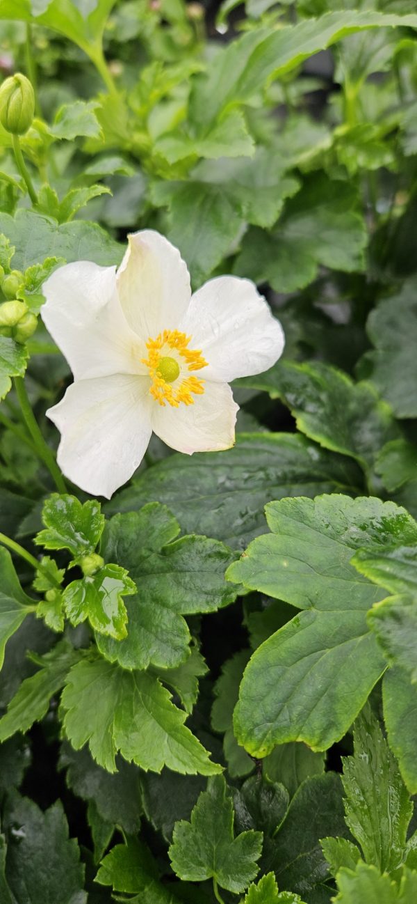 Anemone x hybrida 'Pretty Lady Maria'2 Anemone x hybrida 'Pretty Lady Maria'