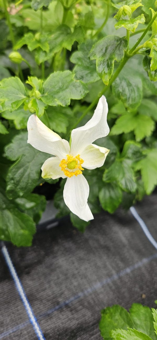 Anemone x hybrida 'Pretty Lady Maria'3 Anemone x hybrida 'Pretty Lady Maria'