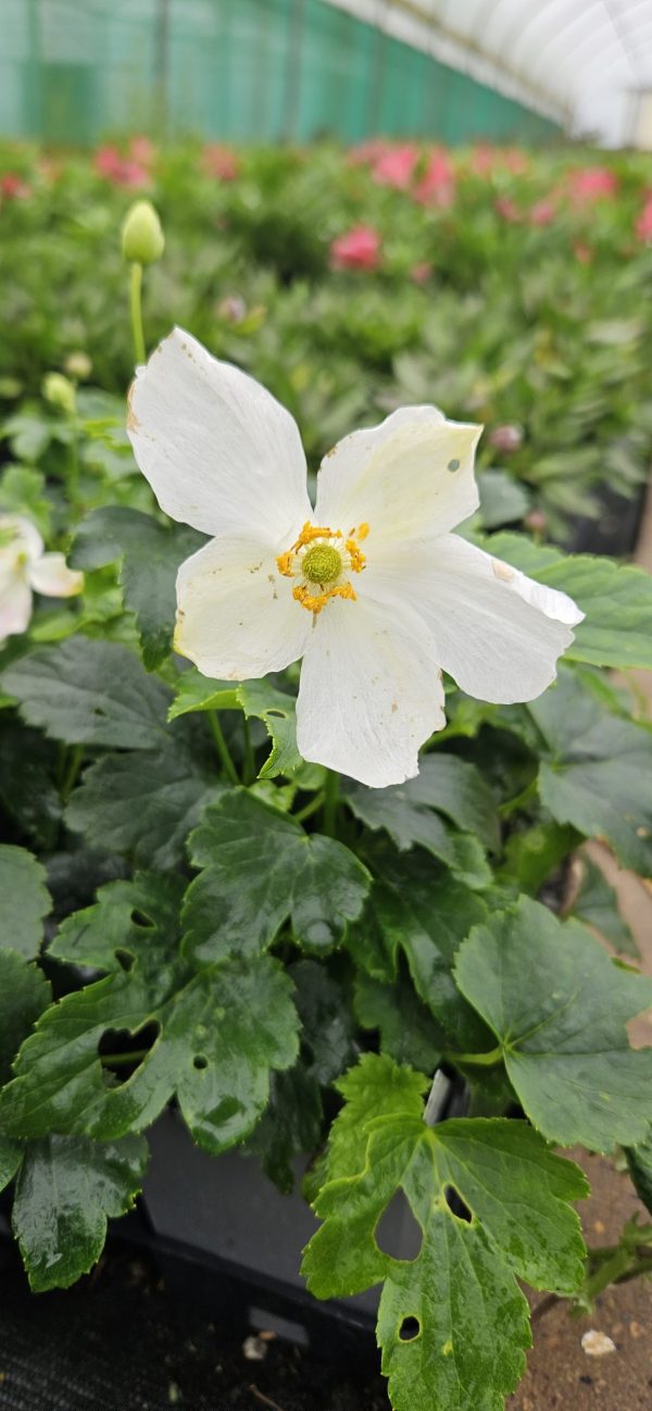 Anemone x hybrida 'Pretty Lady Maria'4 Anemone x hybrida 'Pretty Lady Maria'