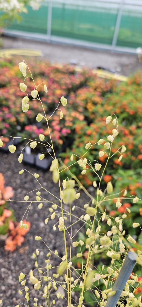 Briza media 'Golden Bee' Briza media 'Golden Bee'