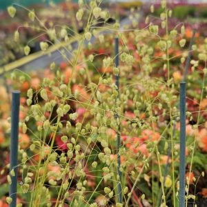 Briza media 'Golden Bee'