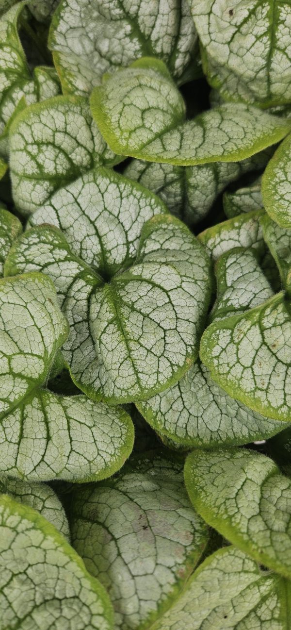 Brunnera macrophylla 'Silver Heart' Brunnera macrophylla 'Silver Heart'