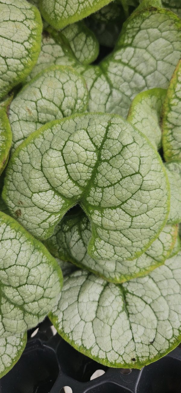 Brunnera macrophylla 'Silver Heart'2 Brunnera macrophylla 'Silver Heart'