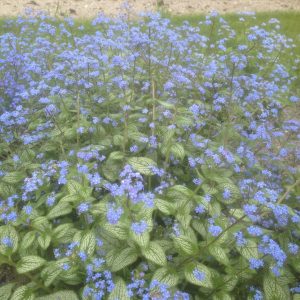 Brunnera macrophylla 'Silver Heart'
