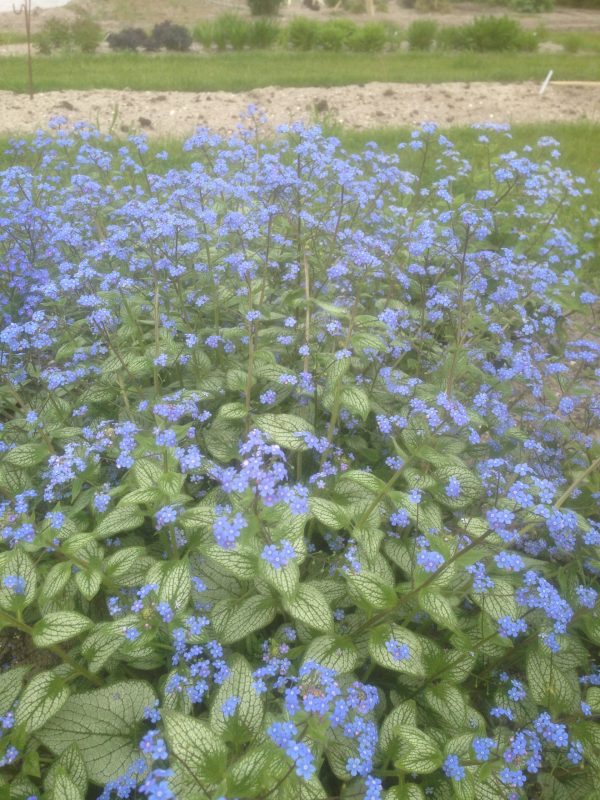 Brunnera macrophylla 'Silver Heart'3 Brunnera macrophylla 'Silver Heart'