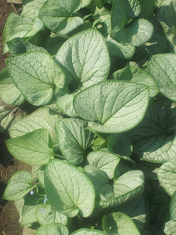 User comments Brunnera macrophylla 'Silver Heart'