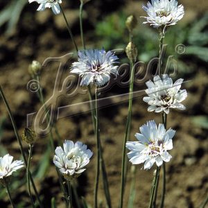 Catananche caerulea 'Alba'