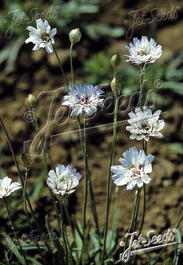 Catananche caerulea 'Alba' Catananche caerulea 'Alba'