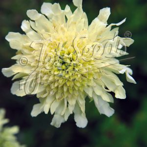 Cephalaria gigantea
