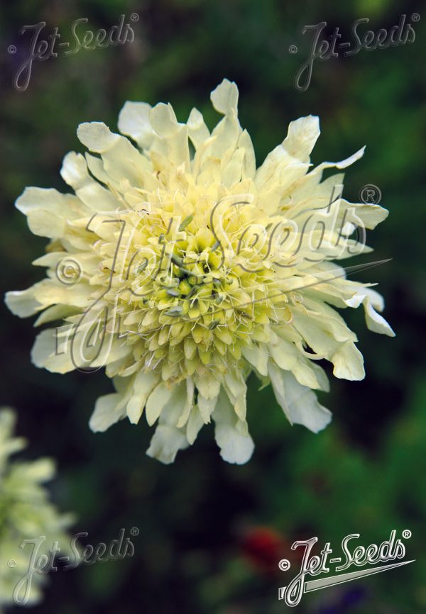 Cephalaria gigantea Cephalaria gigantea