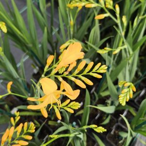 Crocosmia 'Walbertons Yellow'