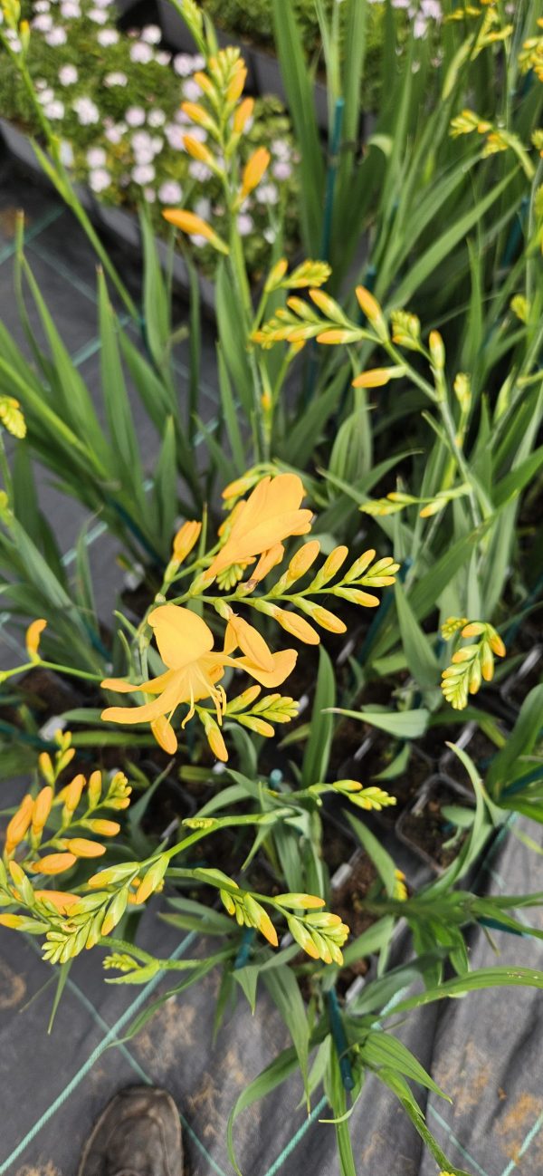 Crocosmia 'Walbertons Yellow'