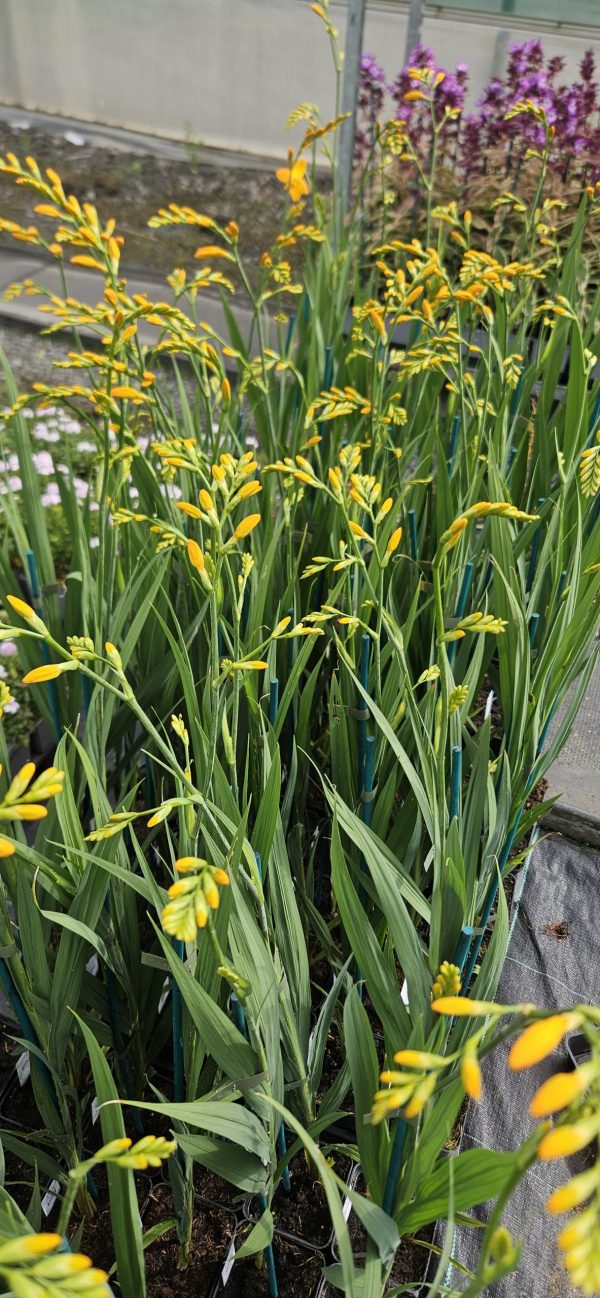 Crocosmia 'Walbertons Yellow'