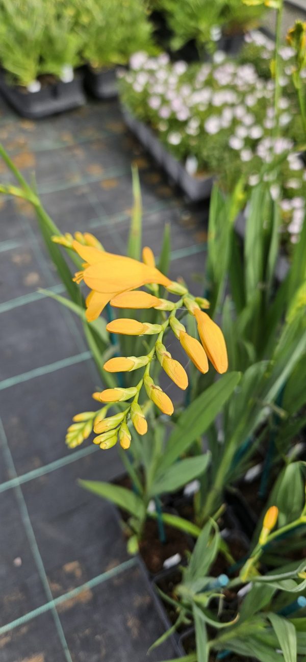 Crocosmia 'Walbertons Yellow'