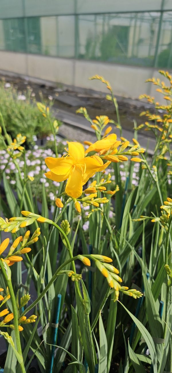 Crocosmia 'Walbertons Yellow'