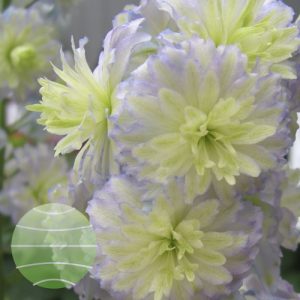 Delphinium 'Moon Light'