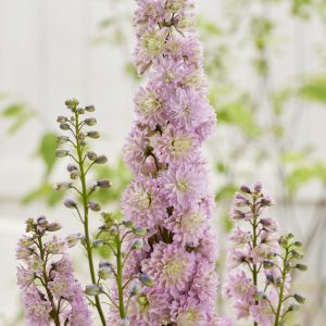 Delphinium 'Mystery Sensation'