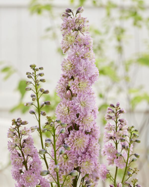 Delphinium 'Mystery Sensation'