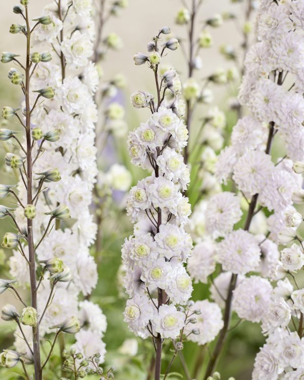 Delphinium Highlander Samba Delphinium 'Samba'