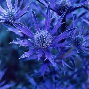 Eryngium bourgatii 'Picos Amethyst'