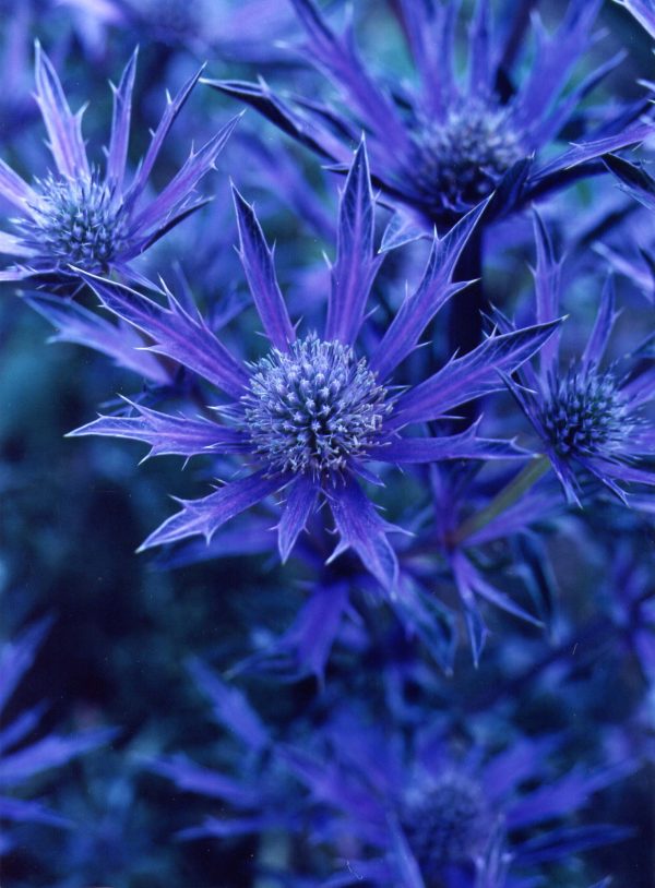 Eryngium bourgatii 'Picos Amethyst' Eryngium bourgatii 'Picos Amethyst'