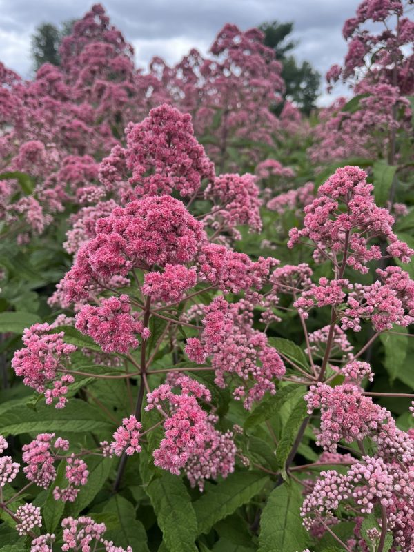 Eutrochium fistulosum 'JoJo' Eutrochium fistulosum 'JoJo'