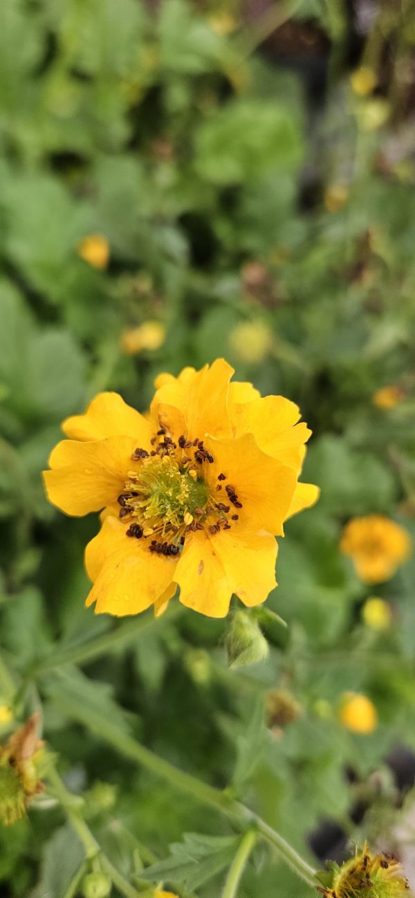 Geum 'Lady Stratheden' Geum 'Lady Stratheden'