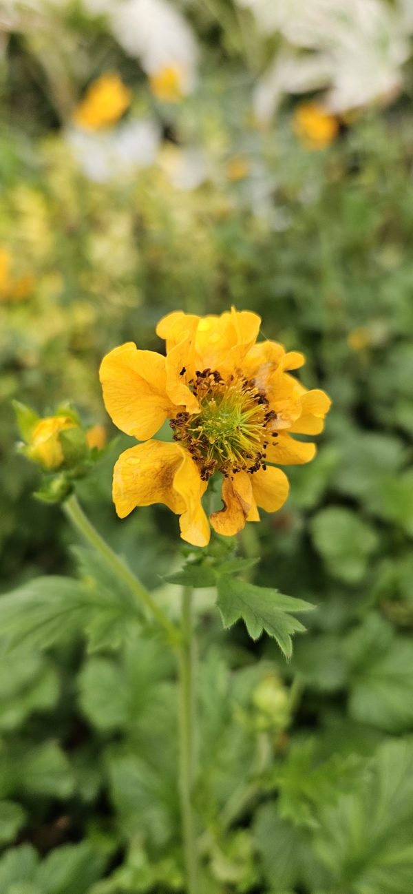 Geum 'Lady Stratheden' 2 Geum 'Lady Stratheden'