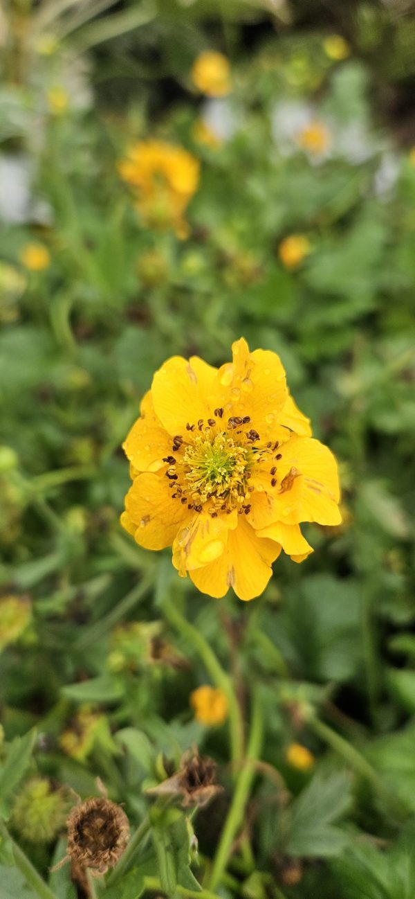 Geum 'Lady Stratheden' 3 Geum 'Lady Stratheden'