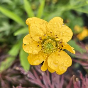 Geum 'Lady Stratheden'