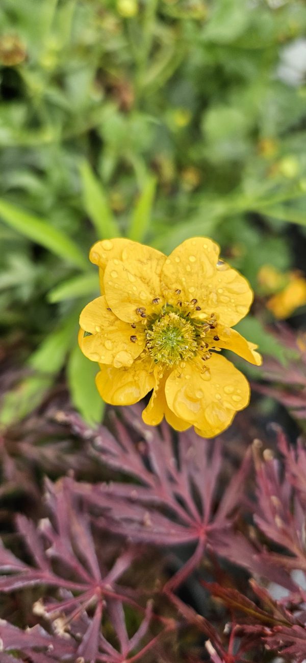 Geum 'Lady Stratheden' 4 Geum 'Lady Stratheden'