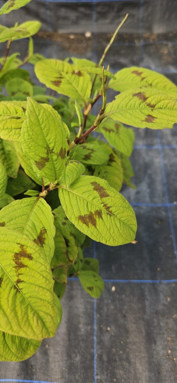 Persicaria filiformis ‘Lance Corporal’