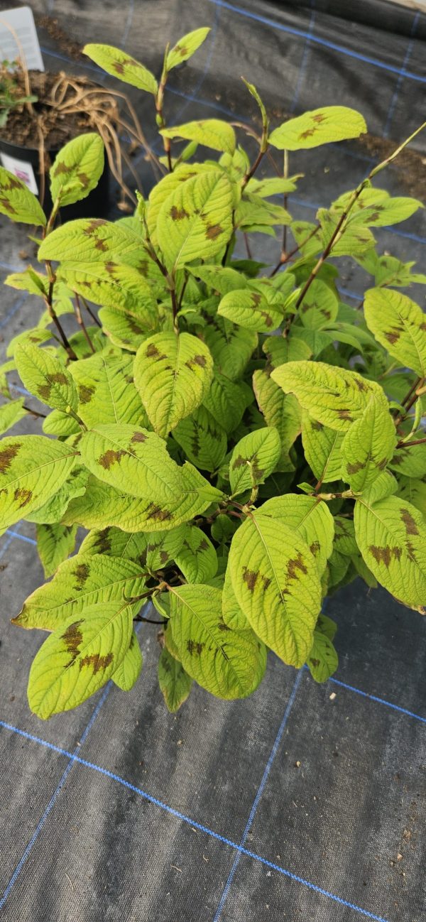 Persicaria filiformis ‘Lance Corporal’