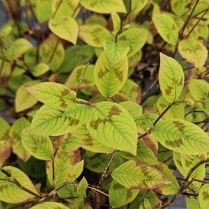 Persicaria filiformis ‘Lance Corporal’