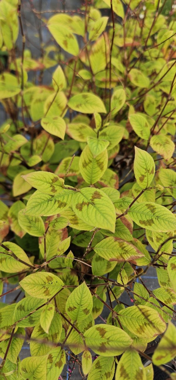Persicaria filiformis ‘Lance Corporal’