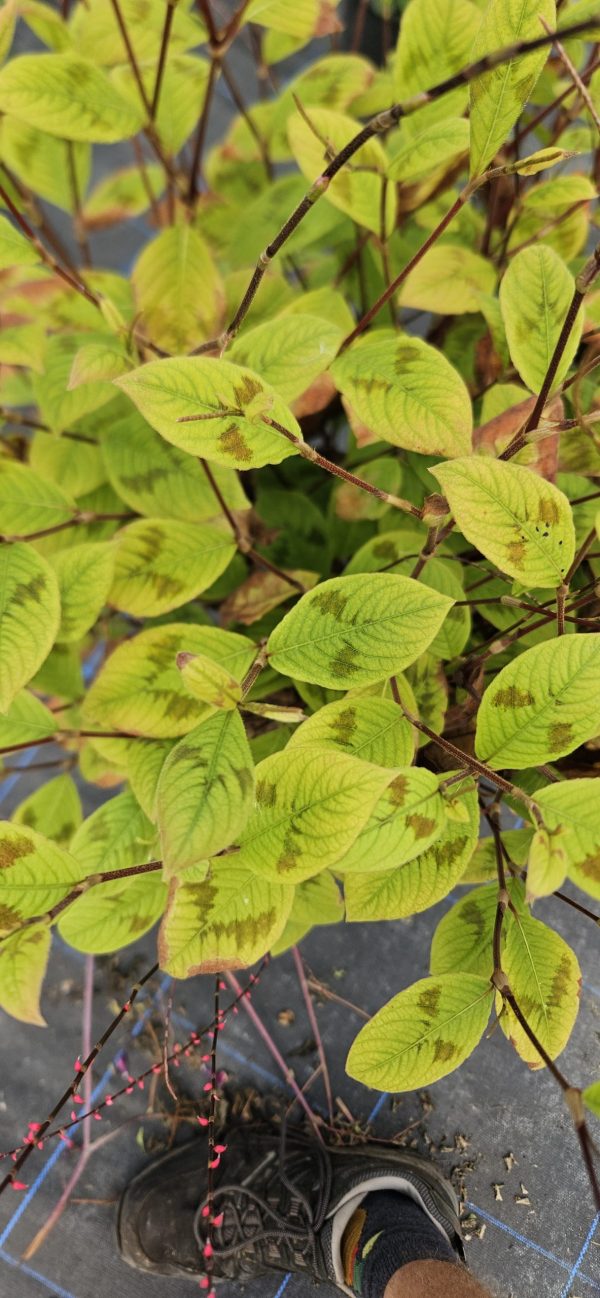 Persicaria filiformis ‘Lance Corporal’