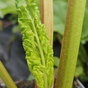 Rhubarb 'Champagne'
