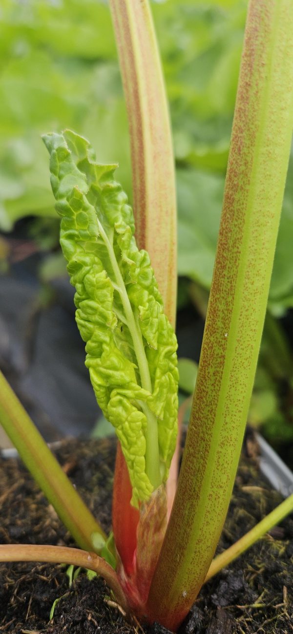 Rhubarb 'Champagne'