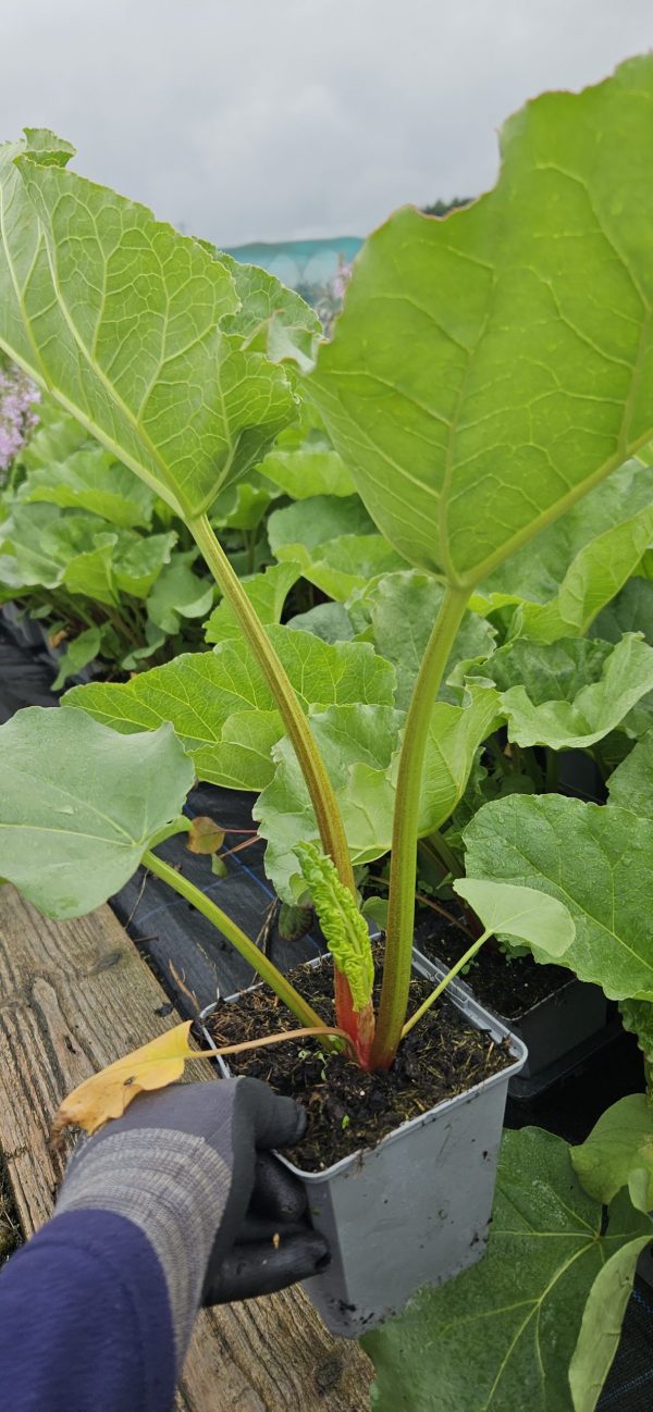 Rhubarb 'Champagne'