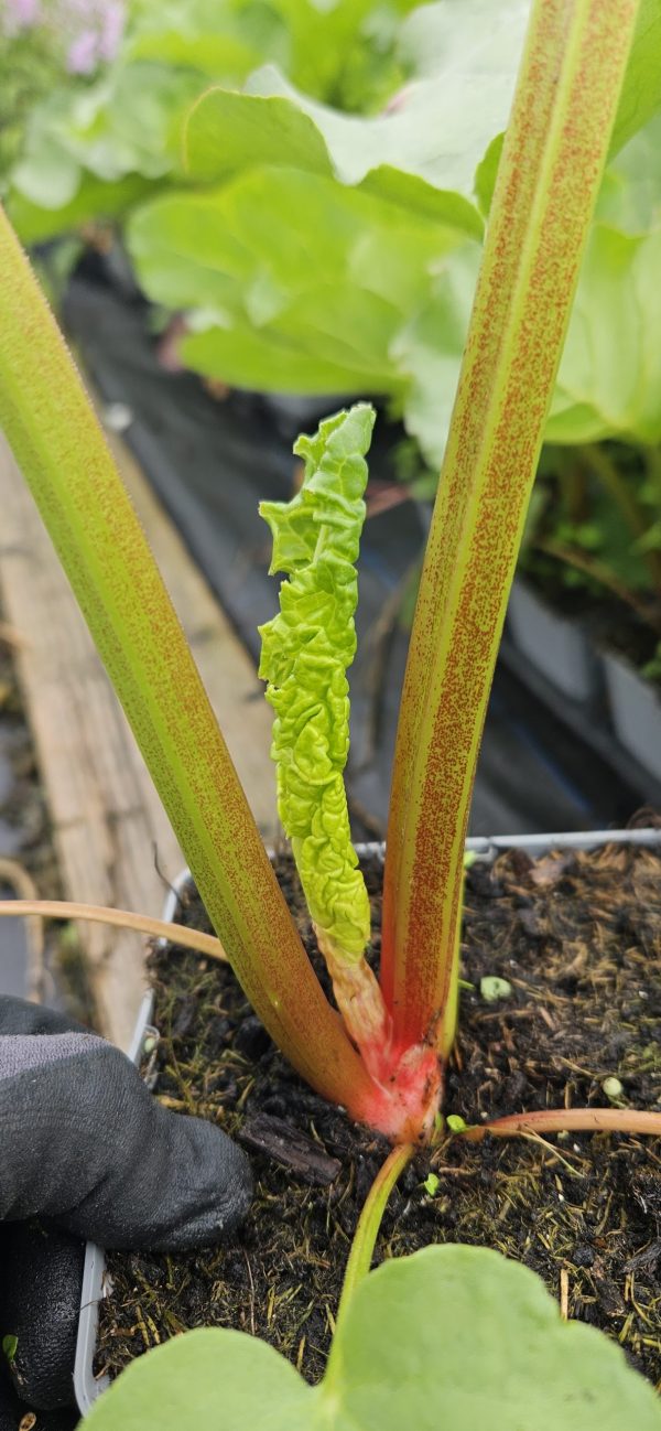 Rhubarb 'Champagne'
