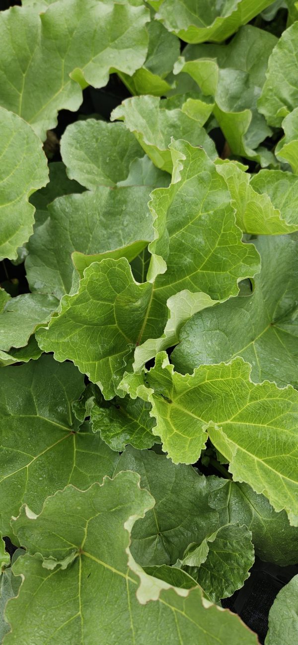 Rhubarb 'Champagne'