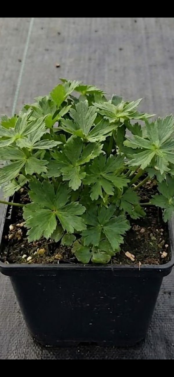 Trollius laxus var. albiflorus