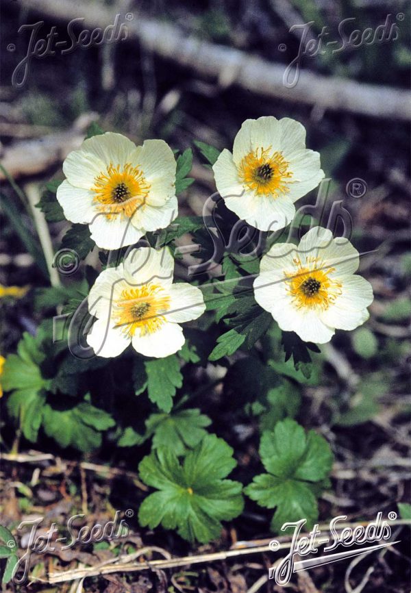 Trollius laxus var. albiflorus