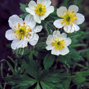 Trollius laxus var. albiflorus